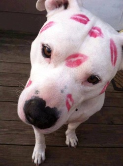 thedoggblog:  Kissable Pibble 