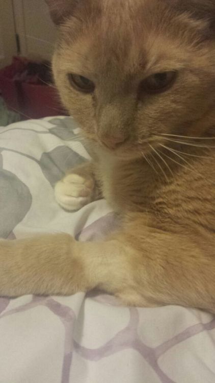 fuckyeahfelines: This is my sister’s cat Kiwi and I’m asking for help for my sister. Kiw