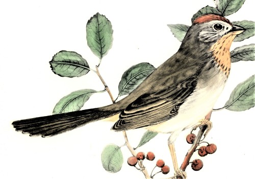 A Towhee FeathursdayThis week we present a few of those long-tailed sparrows, the Towhees!! These li