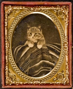 art-nimals:An ambrotype of a cat, circa 1866-68