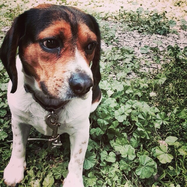 handsomedogs:  My dad’s friend’s beagle puppy :)