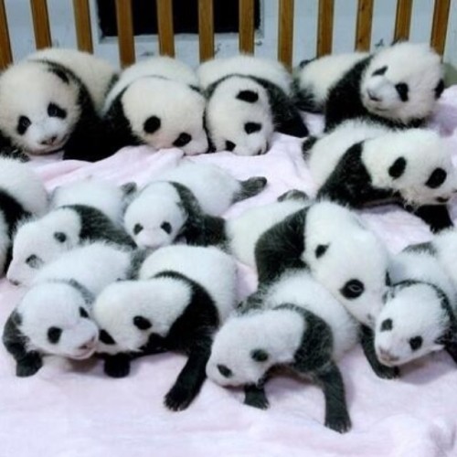 Porn photo Baby pandas overload! #panda #cute #instagood