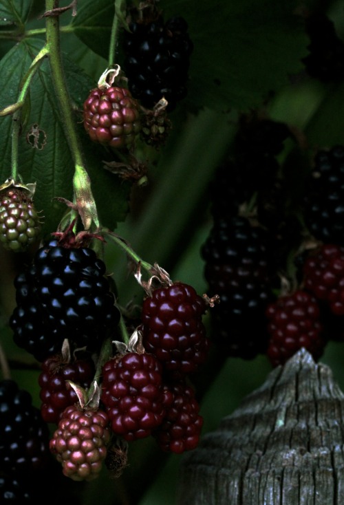 greenreblooming: harvest time_berries: Rubus sectio Rubus, blackberry cultivar, mûres, brombee