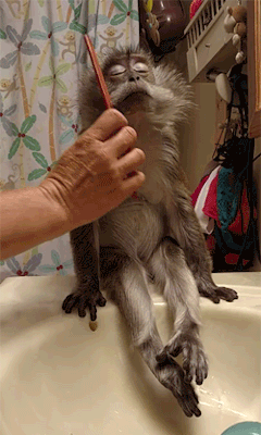 funnynhilariousgif:  Comb on Over &gt;&gt;