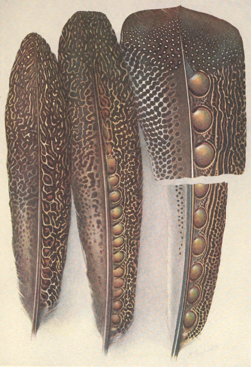 art-and-things-of-beauty:Henrik Grönvold (1858-1940) - The evolution of the eyes on Argus Pheas