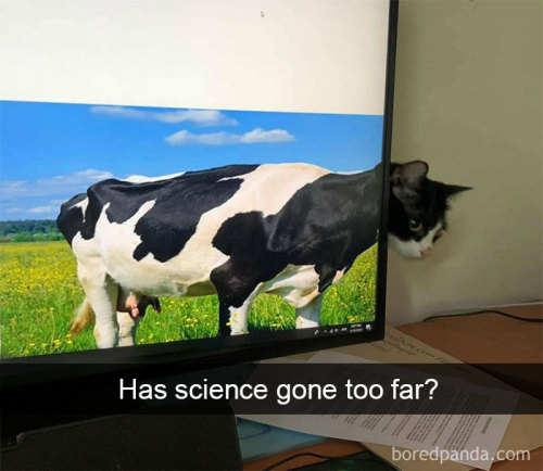 awesome-picz: Hilarious Cat Snapchats That Will Leave You With The Biggest Smile (part 2)