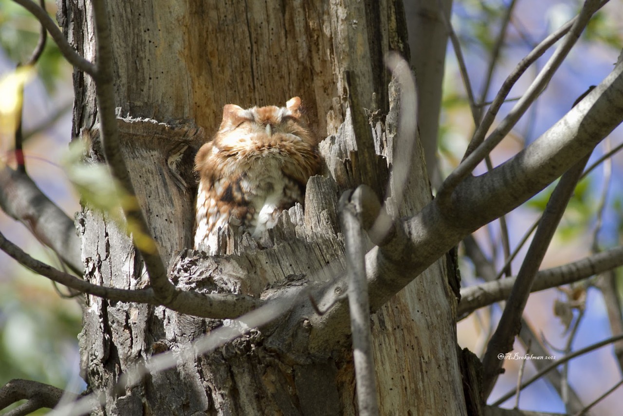 zookeeperproblems: ainawgsd: Owls Sunbathing “Bird Department, a visitor reported