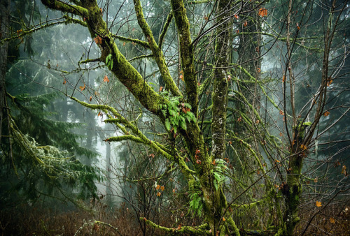 forest fog, astoria by jody9 on Flickr.