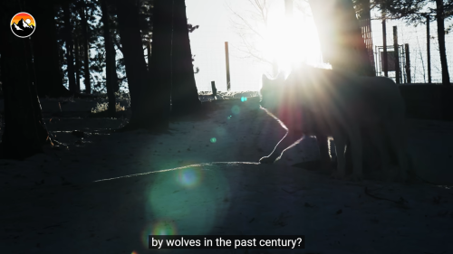 jenniferrpovey:  Because this is apparently stick up for wolves day. Wolf reintroduction in Yellowstone has changed the ecosystem *significantly*. One remarkable thing that was not predicted that demonstrates how interlinked these things are: Wolf eat