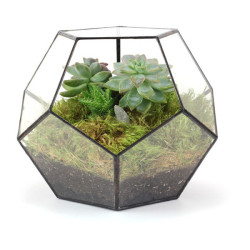 nyliekkxo:  Dodecahedron Terrarium (Can赀.00)   ❤ liked on Polyvore