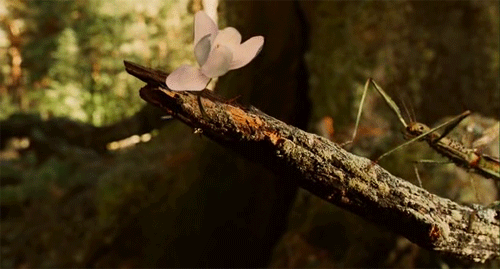 ofallingstar:  Pan’s Labyrinth (2006)