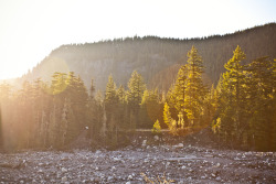 sharaflea:  Mt. Rainier hiking 