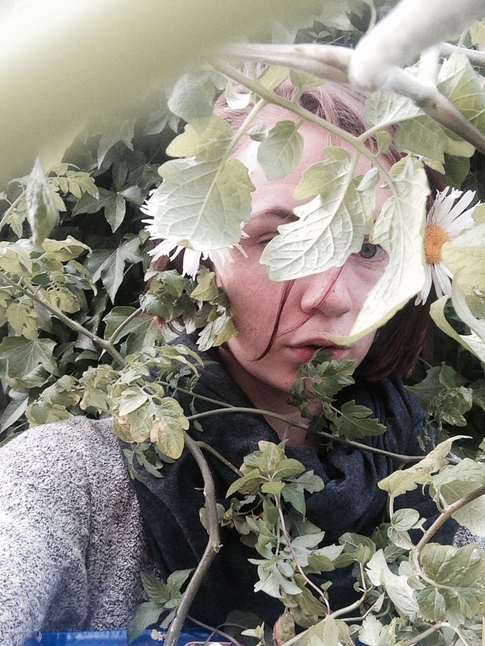 fortfox:  family portraiture, ft. new tomatoes. 🌾
