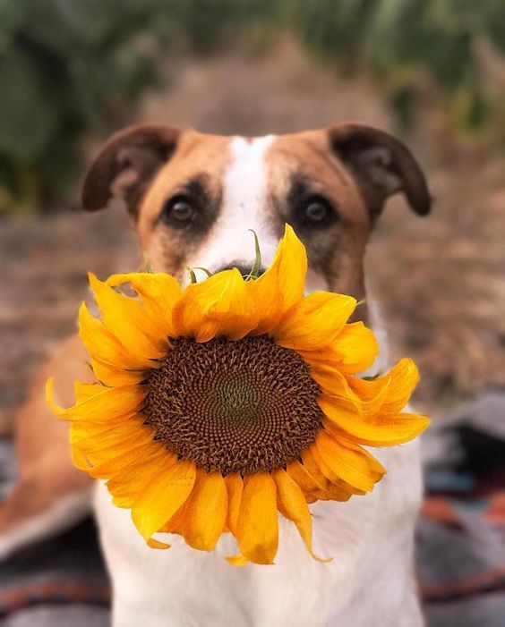 aww-so-pretty: Dogs and sunflowers 