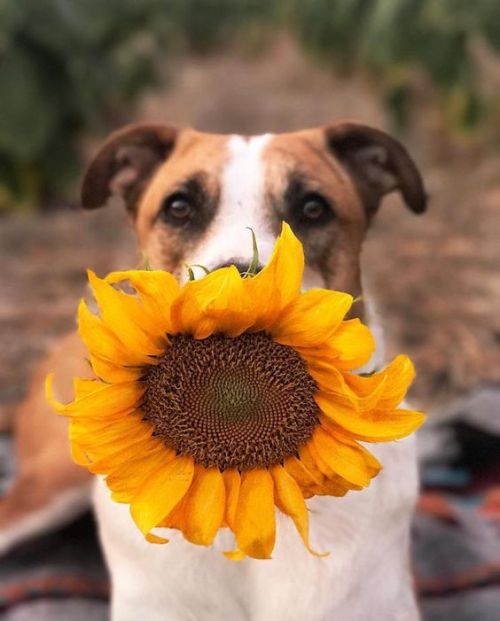 aww-so-pretty: Dogs and sunflowers  adult photos