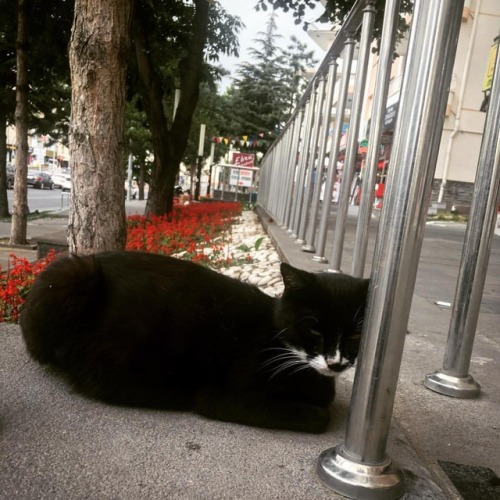 Damn she is pissed.. . . . . #cats #cat #catsofinstagram #catlover #cats_of_instagram #streetphoto