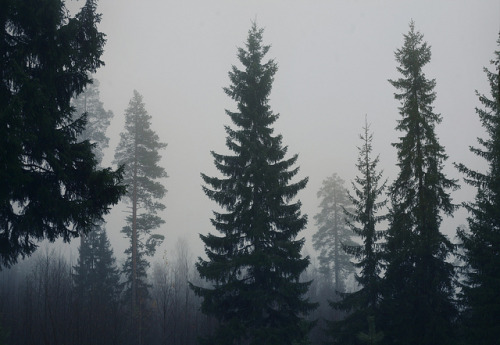 definitelydope:  (by Anna Ådén) 