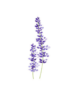 1000drawings: Lavender by Jessica