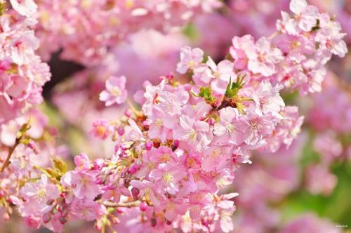 10 March 2022. Sakura blossoms (カワヅザクラ) in Tokyo, Japan 