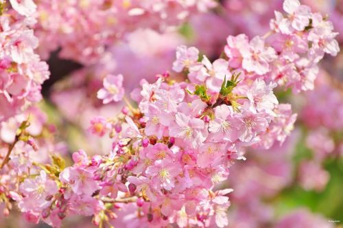 10 March 2022. Sakura blossoms (カワヅザクラ) in Tokyo, Japan