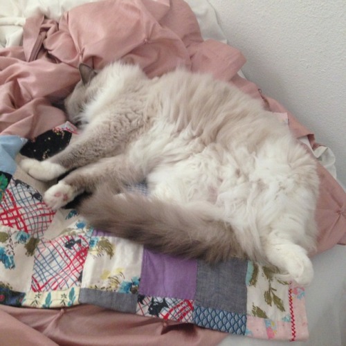 pashamoonboots:is exhausting to be beauté