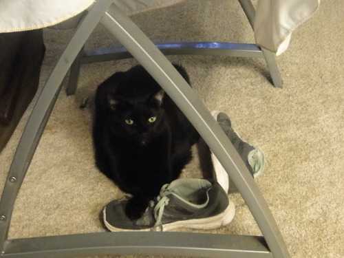 Purrsia, guardian of shoes.(submitted by @kindnessiseternal)