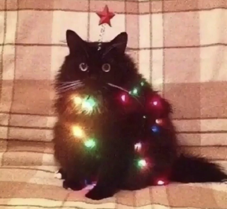 coolcatgroup:  cursedpetpics:   He a festive boy   Not cursed. This is blessed you