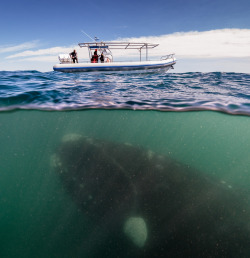 sci-universe:  A right whale photographed