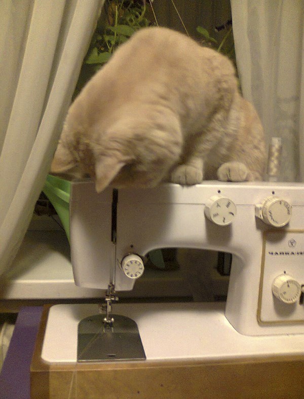 fantasticcatadventures:yes, I’m helping