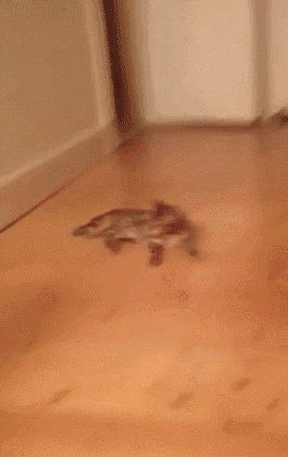 unamusedsloth:  Do it again! Do it again! 