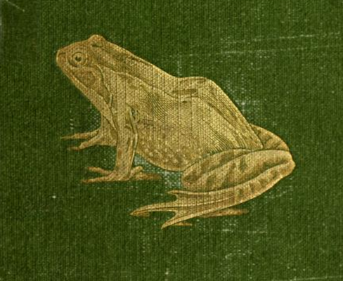 nemfrog