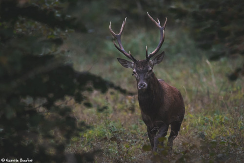 quentindouchetphotographie - Cerf.(Cervus elaphus - Red deer)....