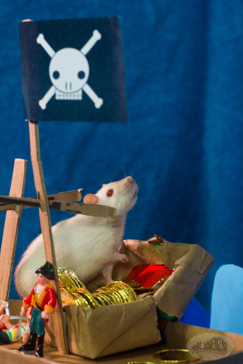 thesqueakend:Our little-eyed Pie(rat) is here to steal your booty.