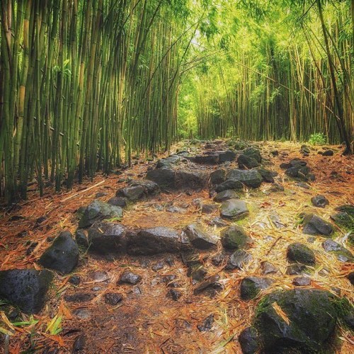 Tag someone you’d love to wander through this forest with!  @timjordanphotography on Maui&rsqu