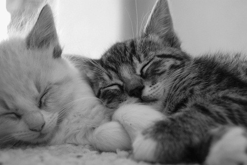 paintedpandas:  I want to be a kitten