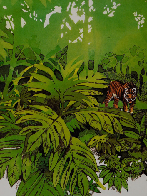 antiqueanimals:The Life Cycle of the Tiger. Written by Paula Hogan. Illustrated by Larry Mikec. 1979.