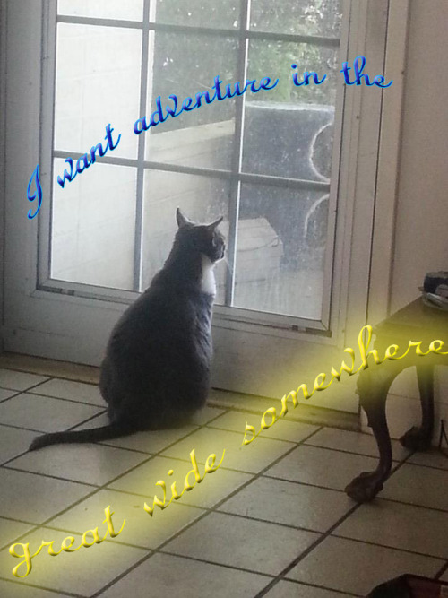 avonvanhassel:  My sister’s cat staring wistfully out of the screen. I couldn’t resist a