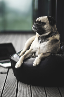 envyavenue:  Wise Ol’ Pug | EnvyAvenue