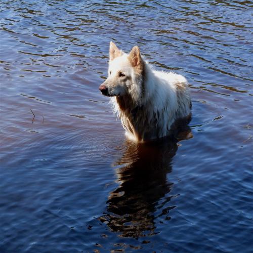 German Shepherds taking a dip.