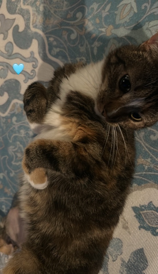 Tumblr media
