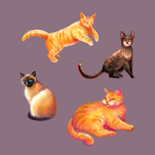 caturdaydrawings:Kitties!Daily Cat Drawing #116