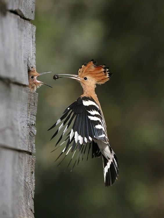 treevein:  WILDLIFE — BY STEPHANIE