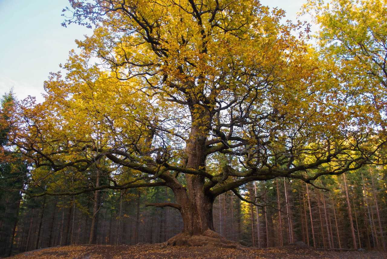 peikkotanssi:  unikuvia:  The most beautiful tree in Finland by Anette Mallenius