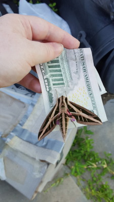 jumpingjacktrash:  pantheris:  damekitty:  randamhajile:  behind-my-smile:  mothmonarch:  This moth was the highlight of my day. I had to take it off my truck and move it to a better spot. IT’S THE MONEY MOTH EVERYBODY REBLOG IT   HELLO MONEY MOTH!
