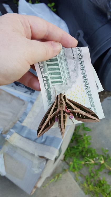 thegreatbaryonyxreef: frenchie-sottises:  mothmonarch:  This moth was the highlight of my day. I had