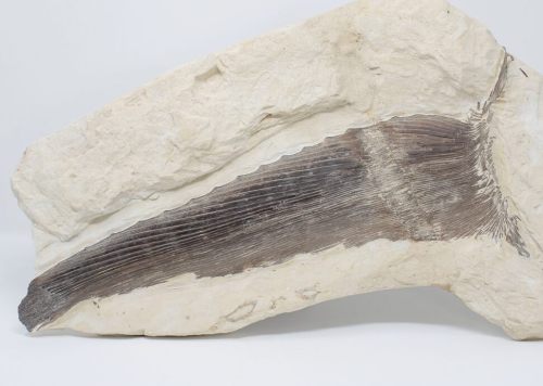 This is a stunning, 15.5" long fossilized pectoral fin of a large swordfish (Protosphyraena). I