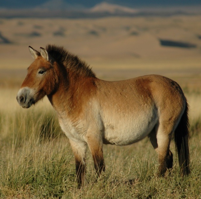 genderqueer-klinger:Wild horses just make me so emotional man just look at those living cave paintings