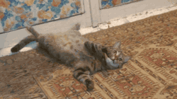 scaryinseconds: surprisedcat: Twinkle toes