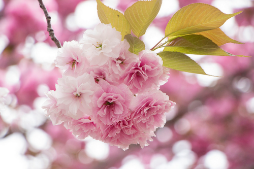 sweetdreamsmydears: Sakura by *Yumi*  ❀