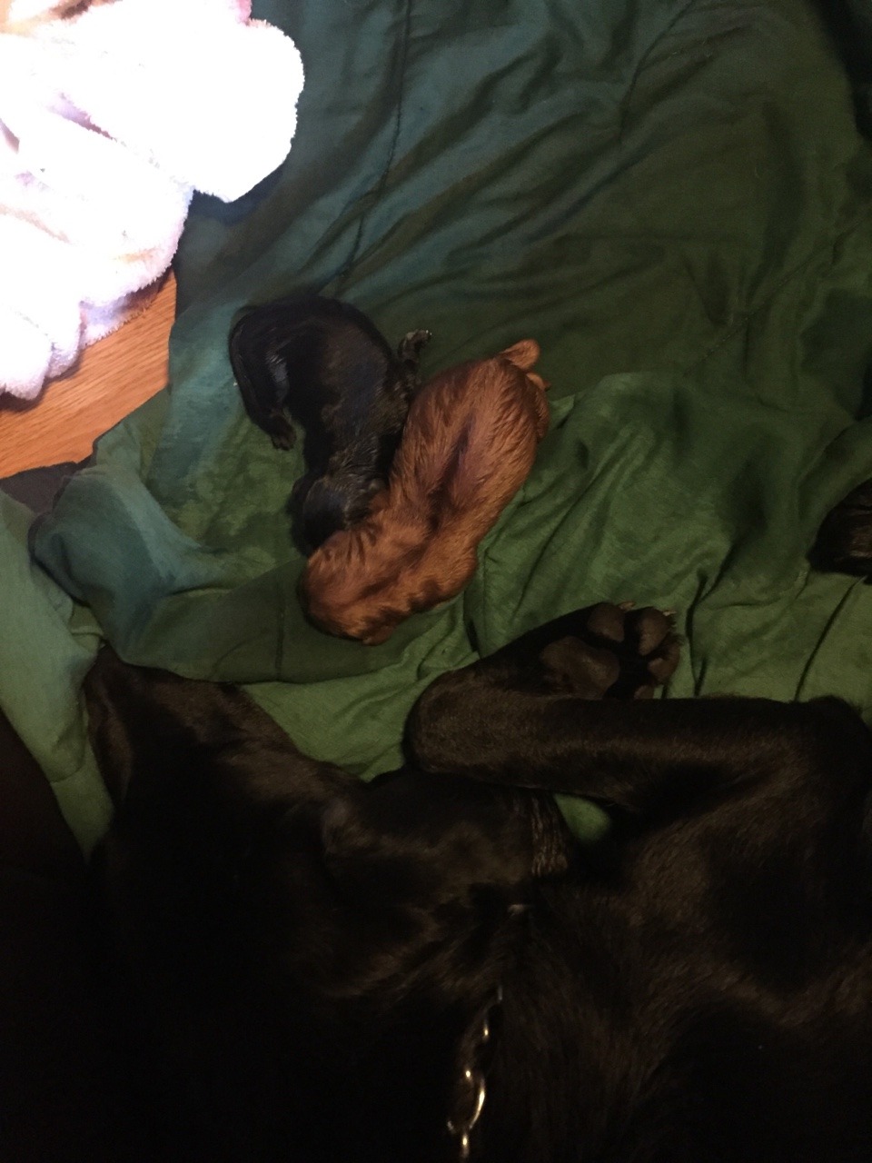 Roommates dog is having puppies 😀😁😍